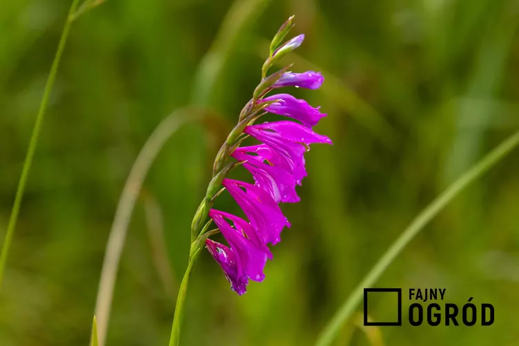 Mieczyk dachówkowaty