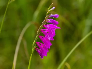 Zdjęcie ilustrujące mieczyk dachówkowaty