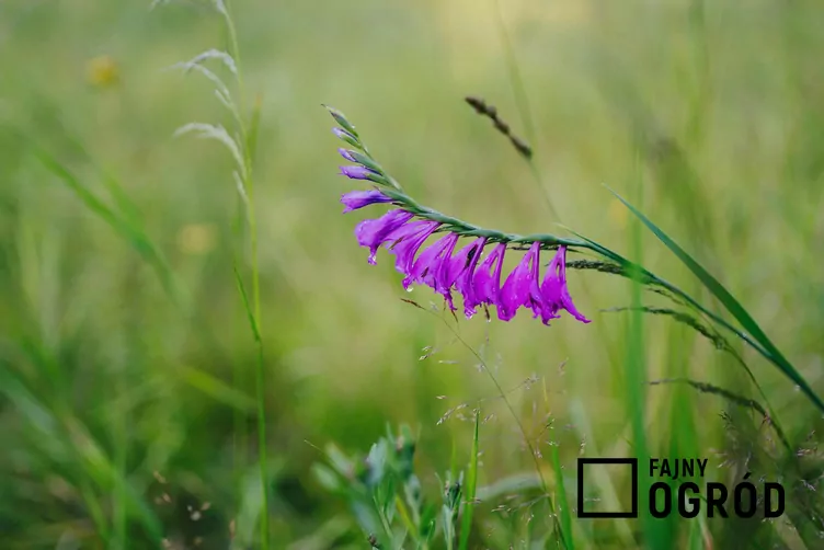 Mieczyk dachówkowaty