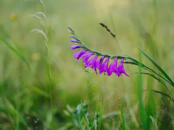 Mieczyk dachówkowaty - zdjęcie 2