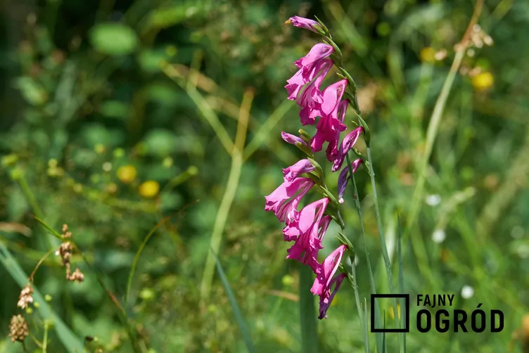 Mieczyk dachówkowaty