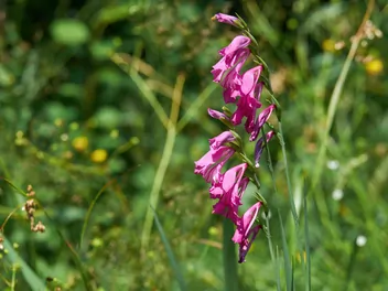 Mieczyk dachówkowaty - zdjęcie 3