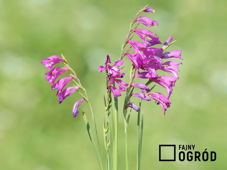 Mieczyk dachówkowaty