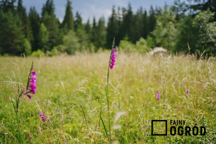 Mieczyk dachówkowaty - zdjęcie 5