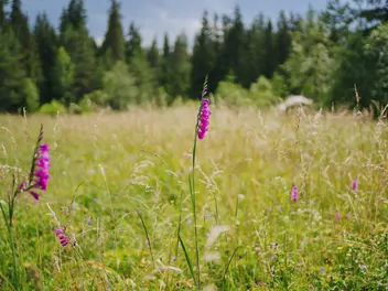 Mieczyk dachówkowaty - zdjęcie 5