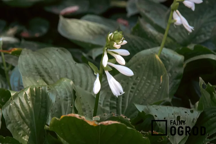 Funkia 'Big Daddy' Funkia 'Big Daddy'