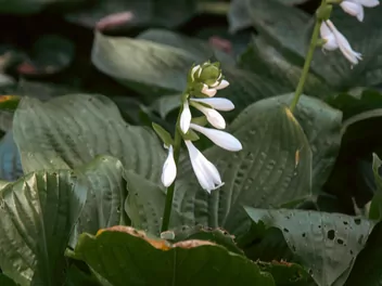 Funkia 'Big Daddy' - zdjęcie 2