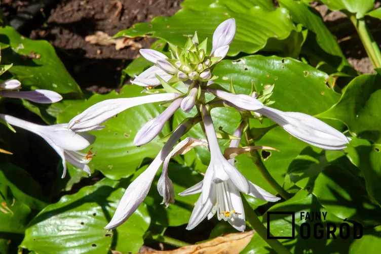 Funkia 'Big Daddy' Funkia 'Big Daddy'