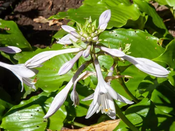 Funkia 'Big Daddy' - zdjęcie 3