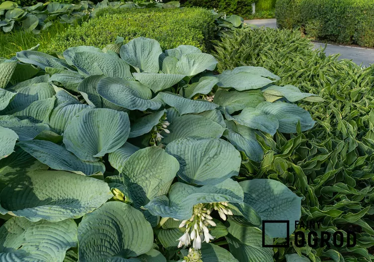 Funkia 'Big Daddy' Funkia 'Big Daddy'