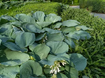 Funkia 'Big Daddy' - zdjęcie 4