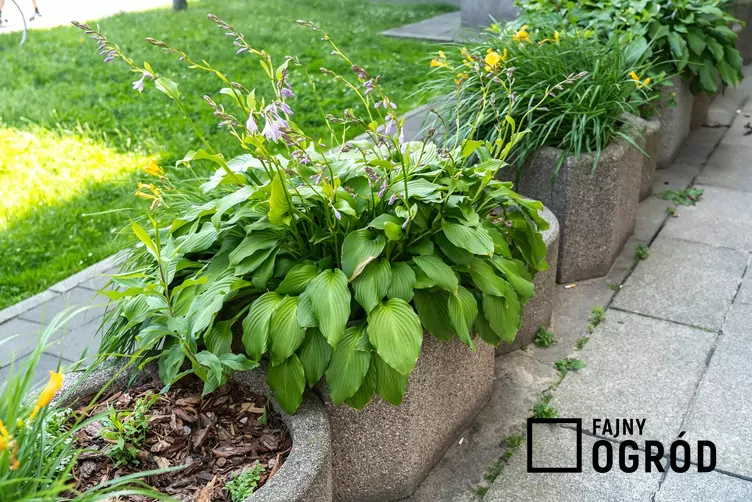 Funkia 'Big Daddy' - zdjęcie 5 Funkia 'Big Daddy' - zdjęcie 5