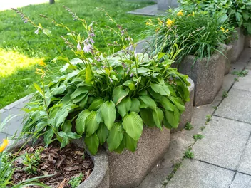 Funkia 'Big Daddy' - zdjęcie 5