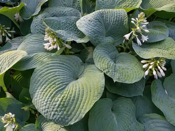 Zdjęcie ilustrujące funkia 'big daddy'