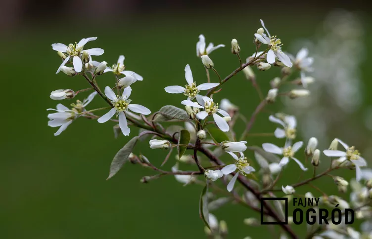 Świdośliwa drzewiasta