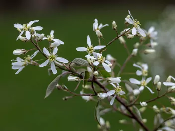 Zdjęcie ilustrujące świdośliwa drzewiasta