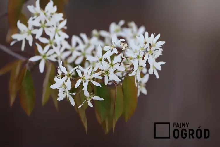 Świdośliwka drzewiasta
