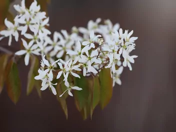 Świdośliwa drzewiasta - zdjęcie 2