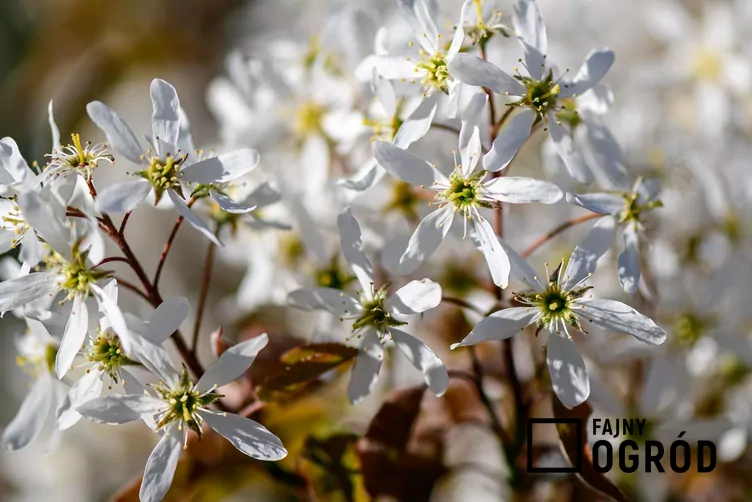 Świdośliwa drzewiasta