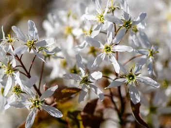 Świdośliwa drzewiasta - zdjęcie 3