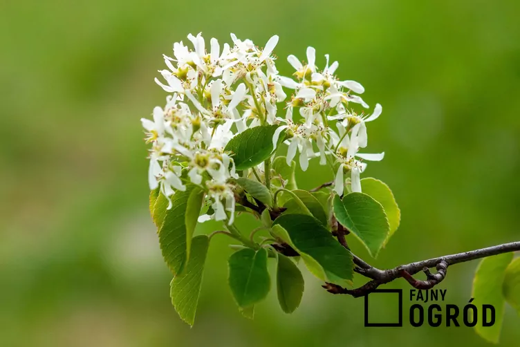 Świdośliwa drzewiasta