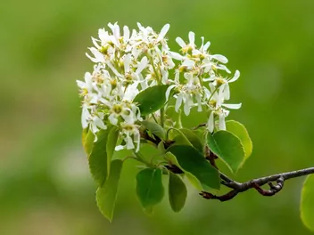 Świdośliwa drzewiasta - zdjęcie 4