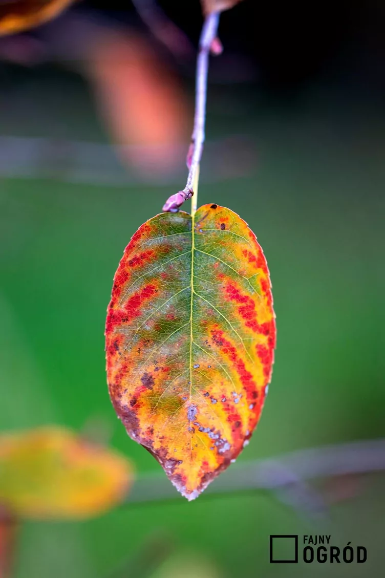 Świdośliwa drzewiasta - zdjęcie 5