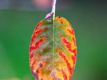 Świdośliwa drzewiasta - zdjęcie 5