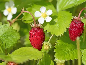 Ilustracja rośliny poziomka 'rugia'