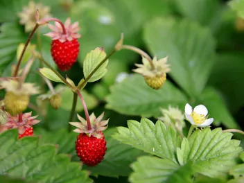 Poziomka 'Rugia' - zdjęcie 2