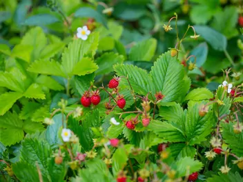 Poziomka 'Rugia' - zdjęcie 3