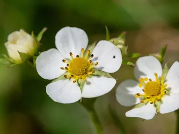 Poziomka 'Rugia' - zdjęcie 4