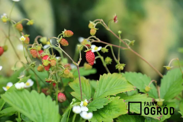 Poziomka 'Rugia' - zdjęcie 5