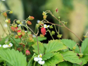 Poziomka 'Rugia' - zdjęcie 5