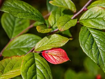 Irga pomarszczona - zdjęcie 2