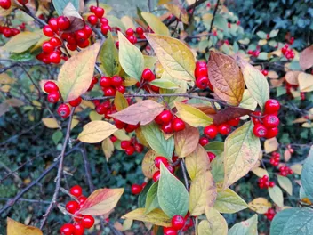 Irga pomarszczona - zdjęcie 3