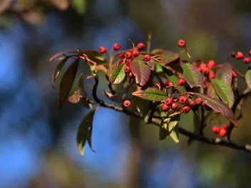 Irga pomarszczona - zdjęcie 4