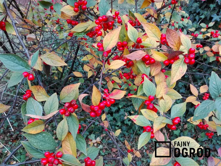 Irga pomarszczona - zdjęcie 5