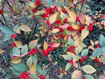 Irga pomarszczona - zdjęcie 5