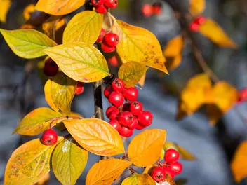 Ilustracja rośliny irga pomarszczona