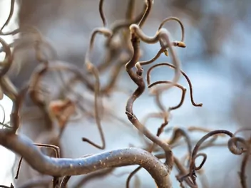 Leszczyna pospolita 'Contorta' - zdjęcie 2