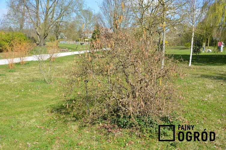 Leszczyna pospolita 'Contorta'