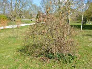 Leszczyna pospolita 'Contorta' - zdjęcie 3