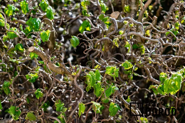 Leszczyna pospolita 'Contorta'