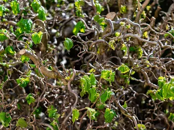 Leszczyna pospolita 'Contorta' - zdjęcie 4