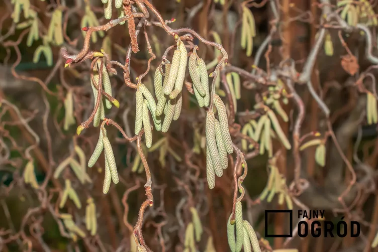 Leszczyna pospolita 'Contorta' - zdjęcie 5
