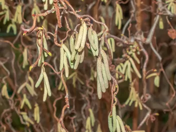 Leszczyna pospolita 'Contorta' - zdjęcie 5