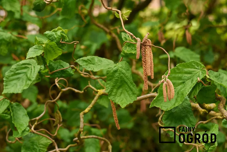 Leszczyna pospolita 'Contorta'