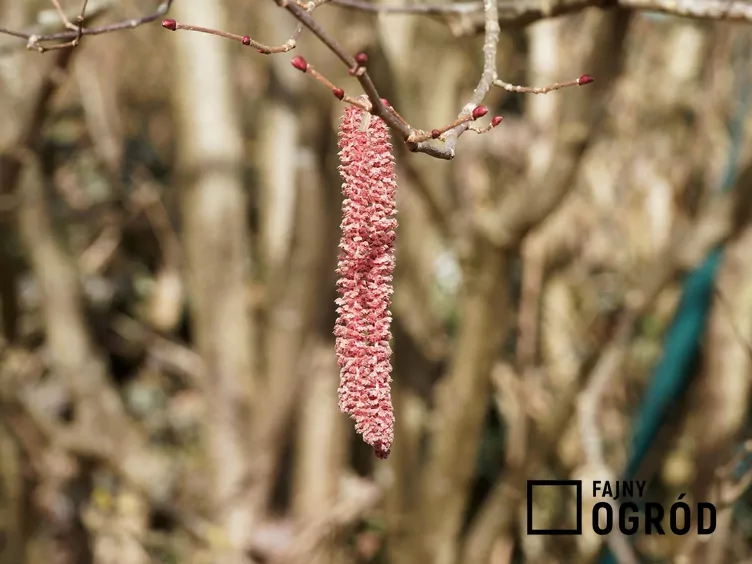 Lambertówka Lambertówka