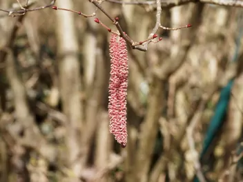 Leszczyna południowa - zdjęcie 2